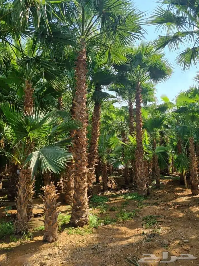 قشع واركز جميع انواع النخيل والأشجار 3