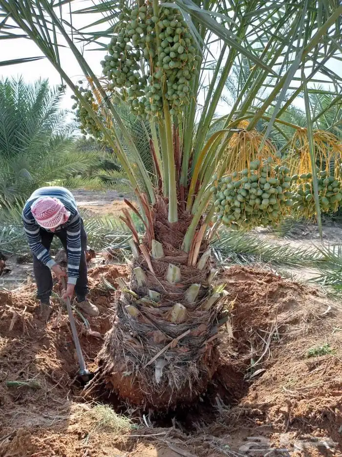 نخل مثمر عربي وواشنطني مجدول صقعي سكري برحي سلاطين غر 5