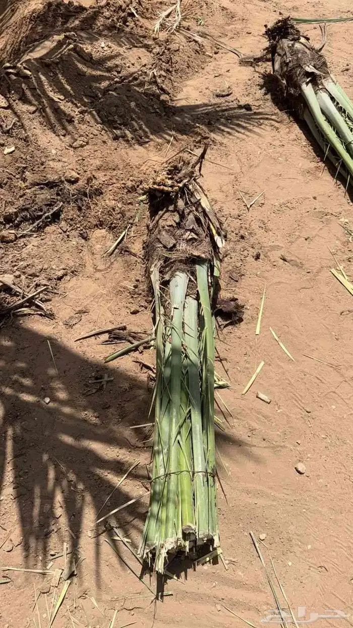 قشع واركز جميع انواع النخيل والأشجار 7