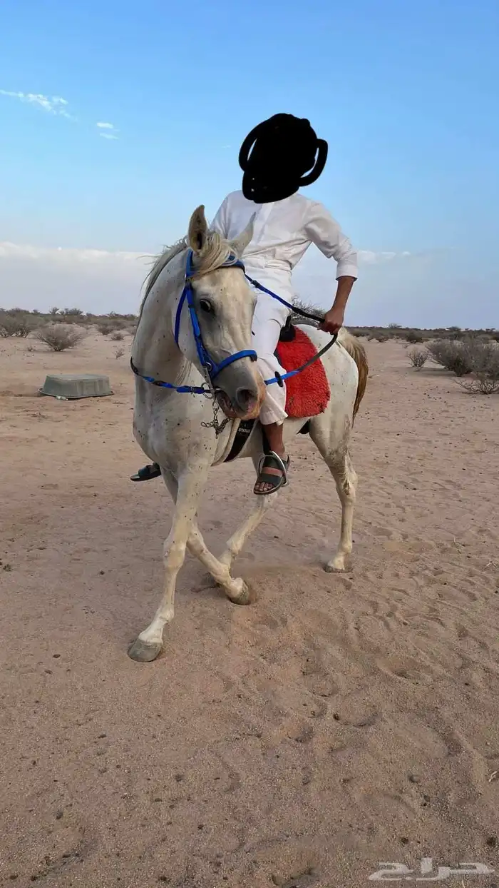 خيل شعبي معسوف جاهز 0