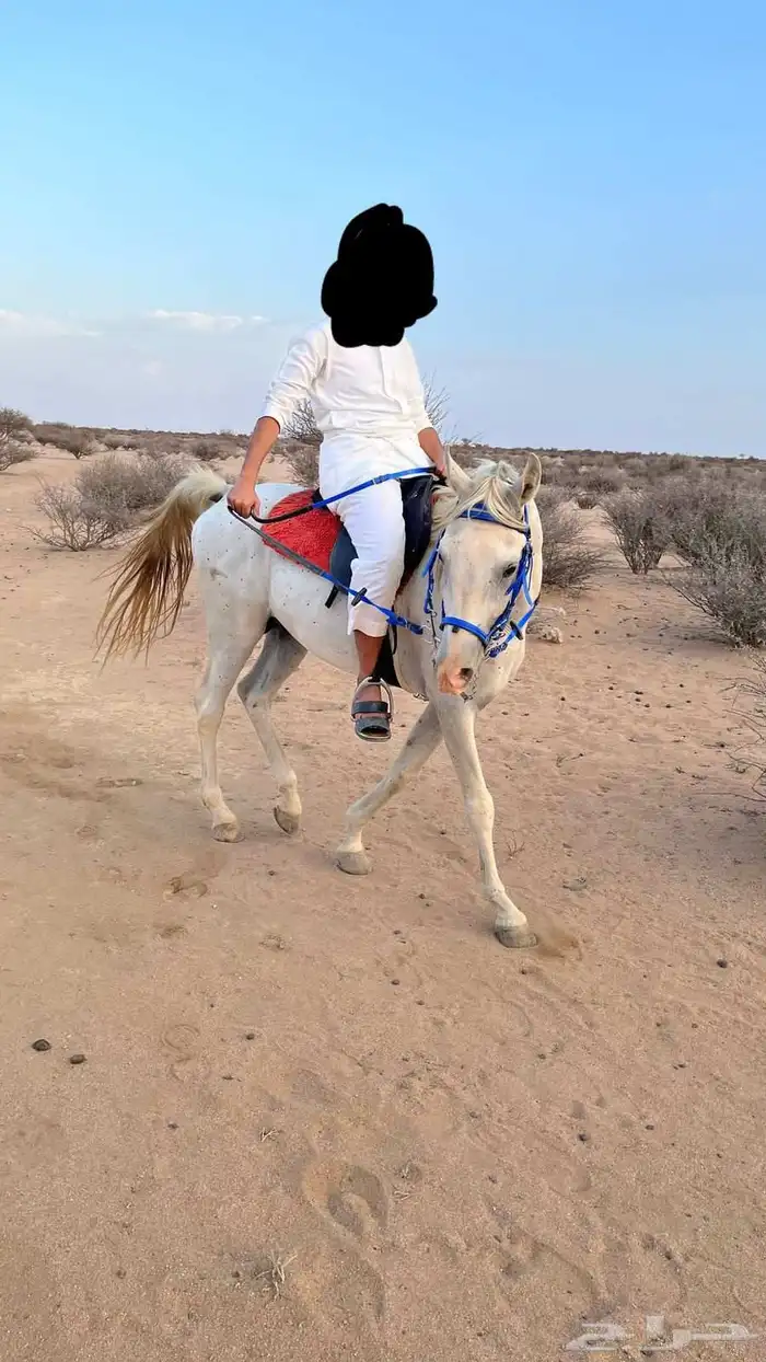 خيل شعبي معسوف جاهز 1
