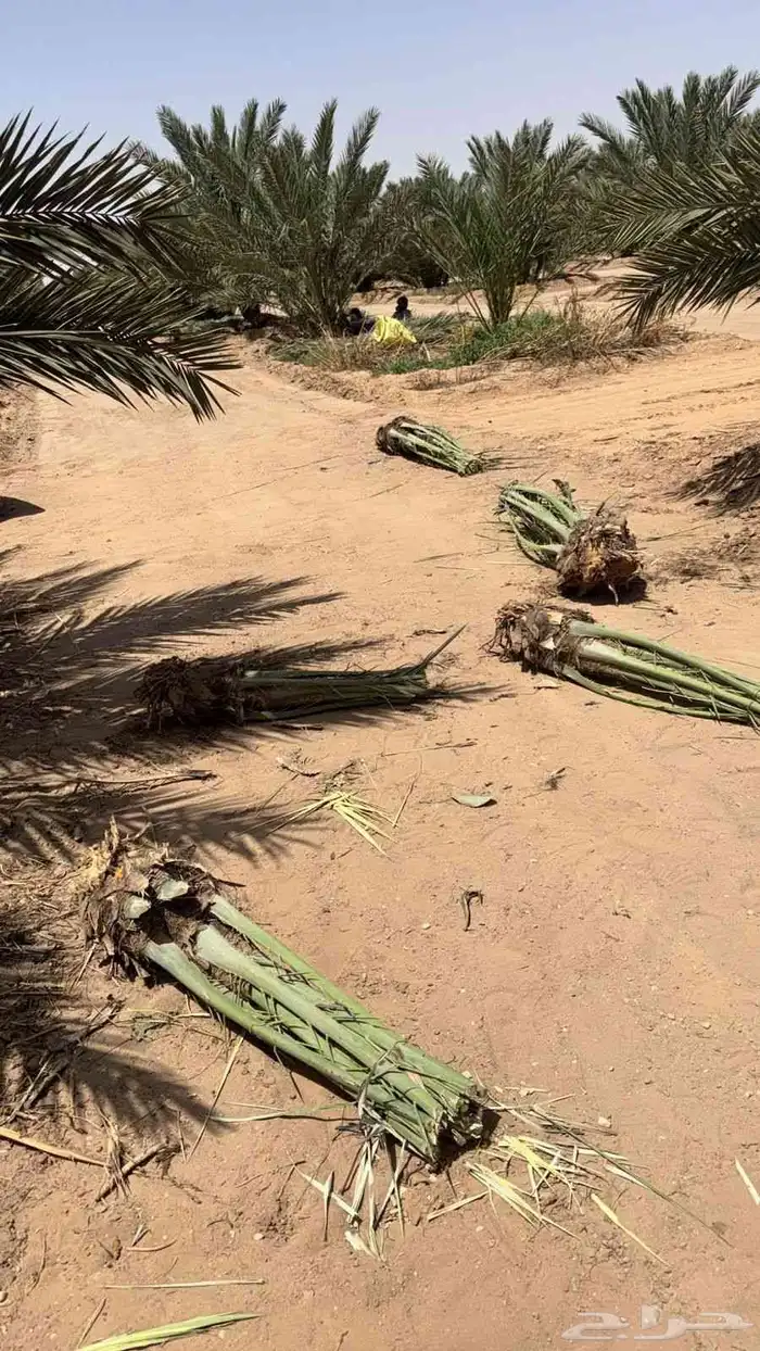 قشع واركز جميع انواع النخيل والأشجار 8