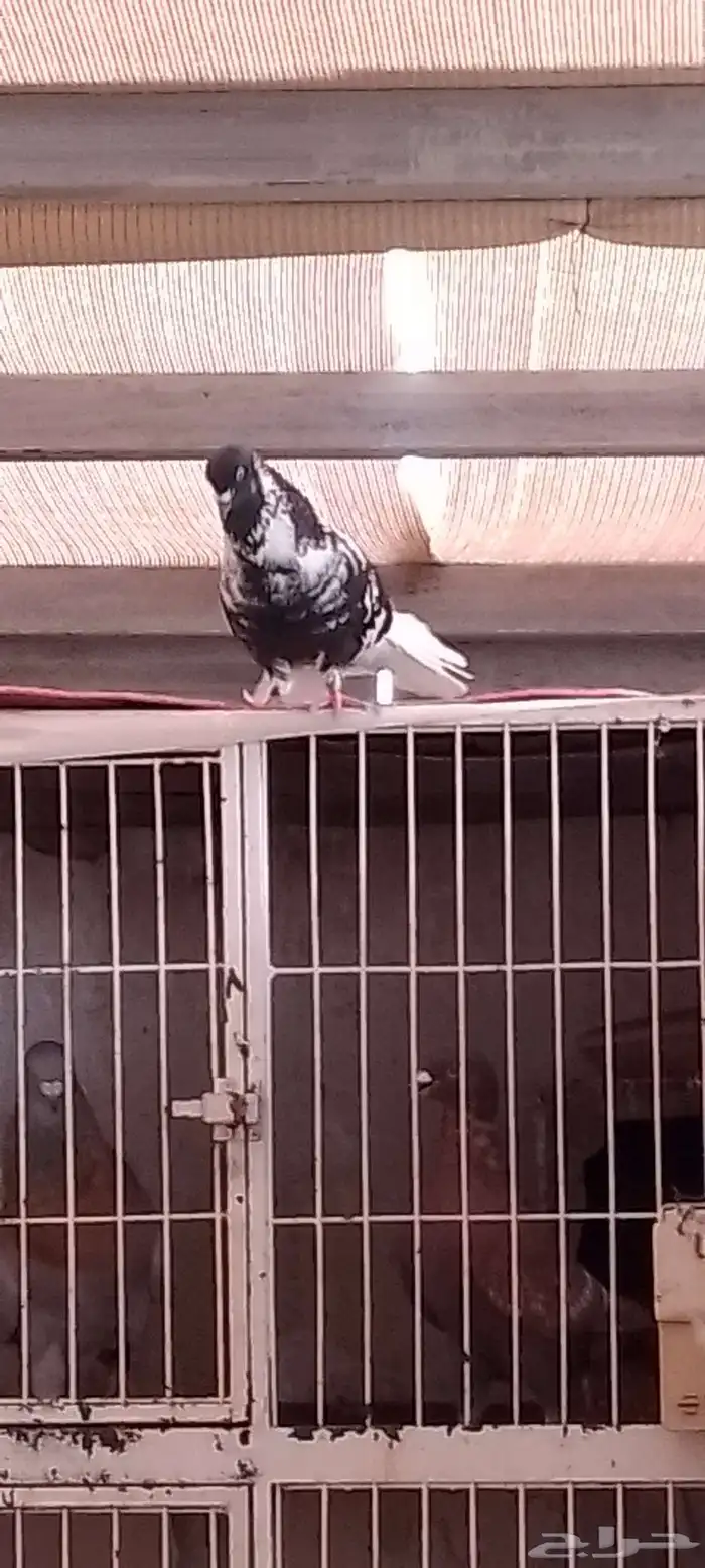 جوز مزهر أو طباشري 0