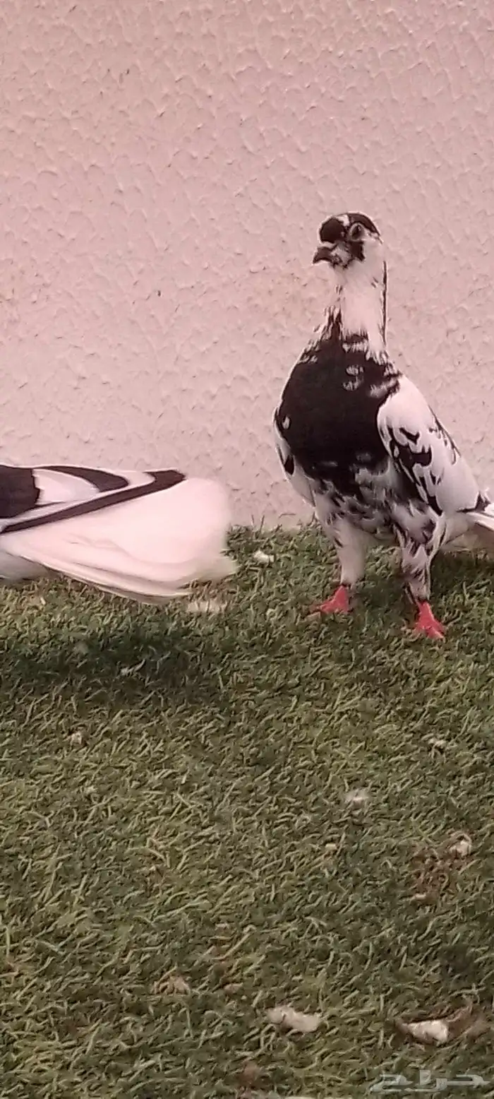 جوز مزهر أو طباشري 3