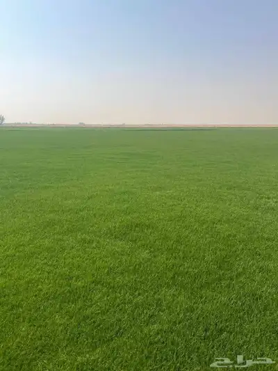 ثيل طبيعي 1