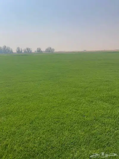ثيل طبيعي 3