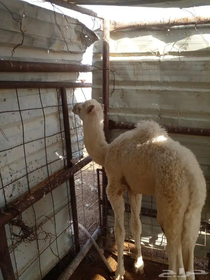 حوار بكره للبيع 0