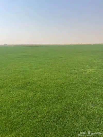 ثيل طبيعي 0