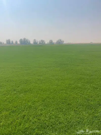 ثيل طبيعي 2