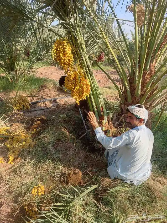 نخل مثمر 4