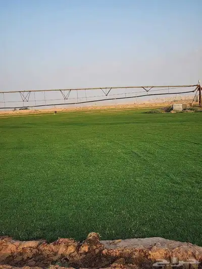 إنجيلة سي الفين طبيعي درجه اولى صافي اخضر 4