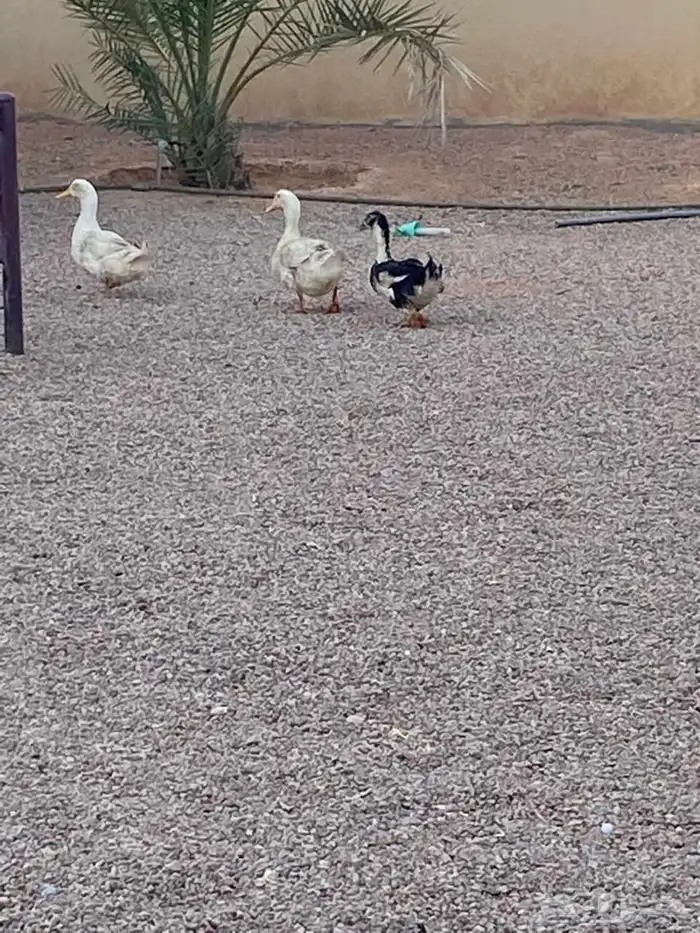 بط للبيع طيبات 0