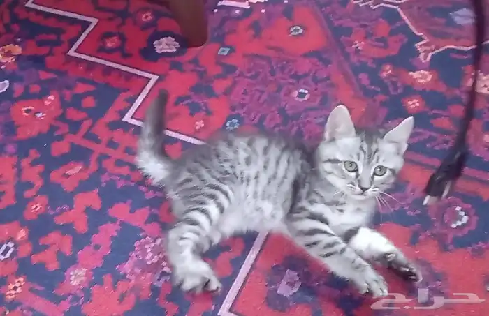 قطة صغيرة كيوت. 4