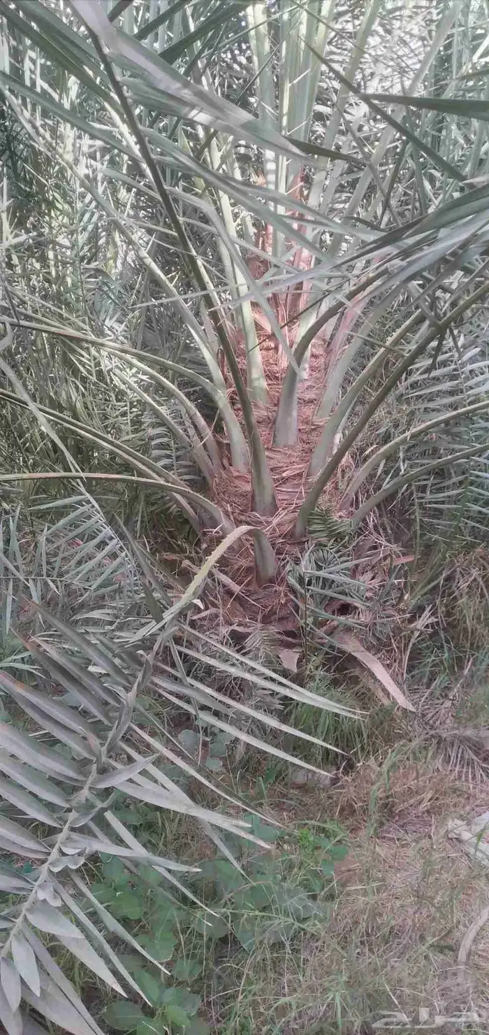 قشع واركز جميع انواع النخيل والأشجار 9