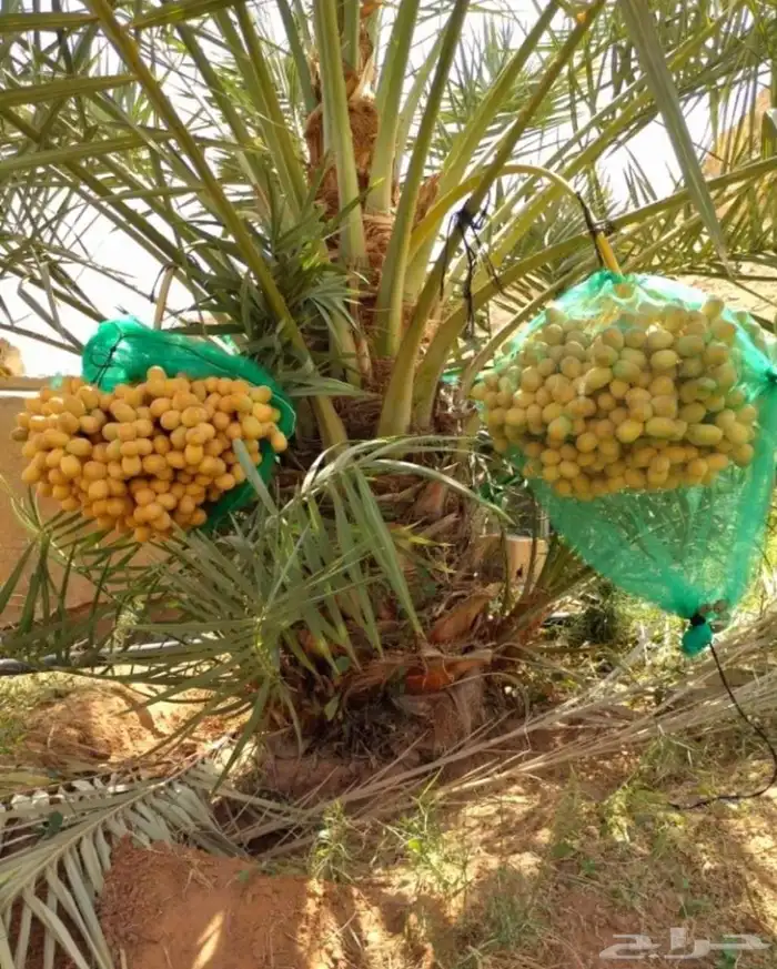 بيع نخل مثمر نقايل جثايث اخلاص سكري برحي صقعي شيشي هلالي مجد 0
