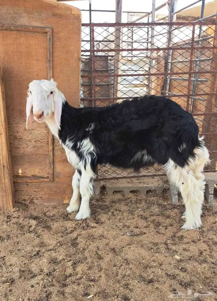 مشروع فحل نجدي 1