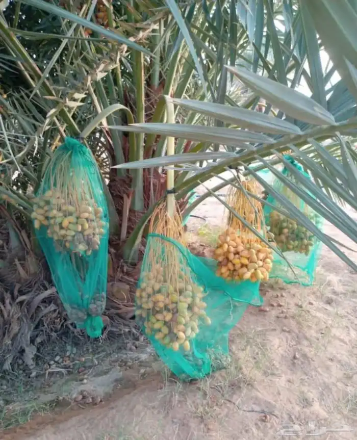 بيع نخل مثمر نقايل جثايث اخلاص سكري برحي صقعي شيشي هلالي مجد 2