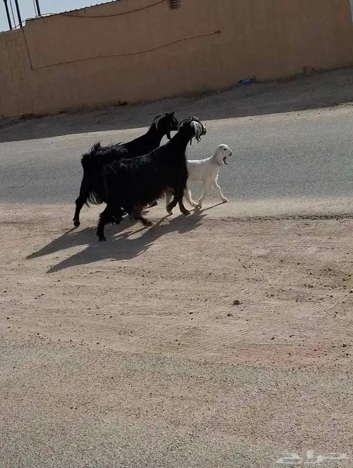 السلام عليكم معزه مطفل حدره جفره ومعزه حليب شرط وافر 2