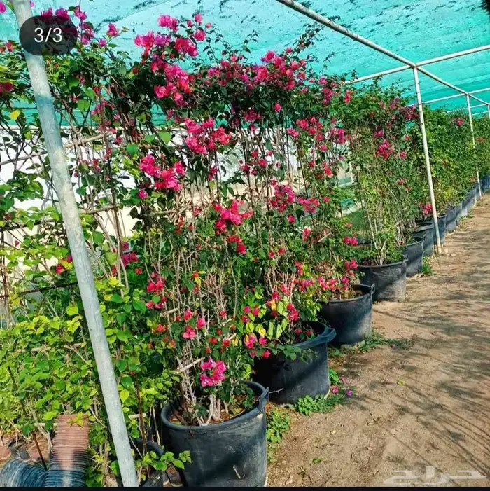 اشجار جهنمية 3