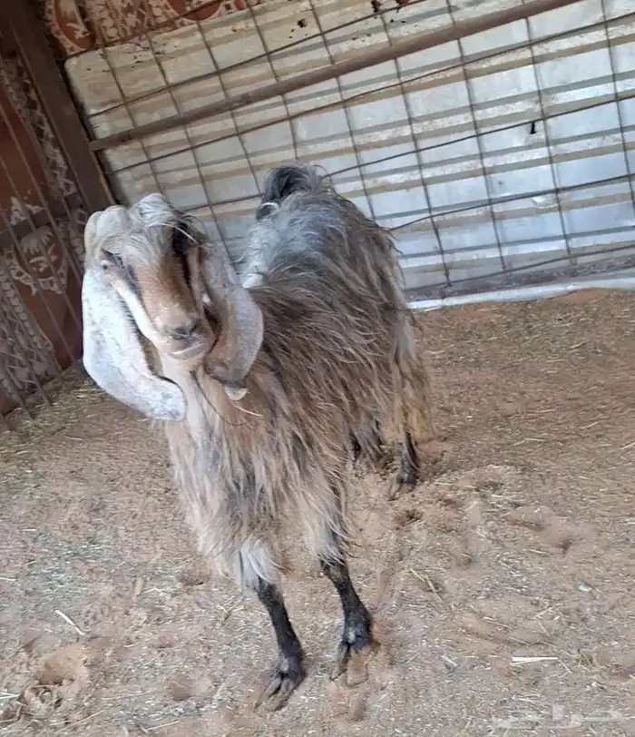 معزا للبيع 2