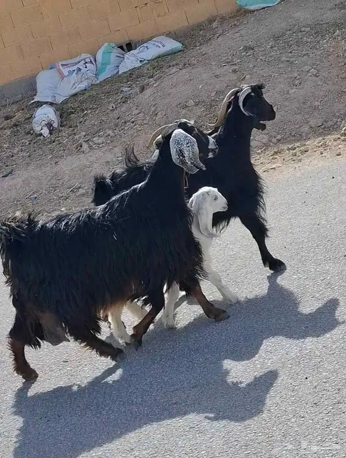 السلام عليكم معزه مطفل حدره جفره ومعزه حليب شرط وافر 1