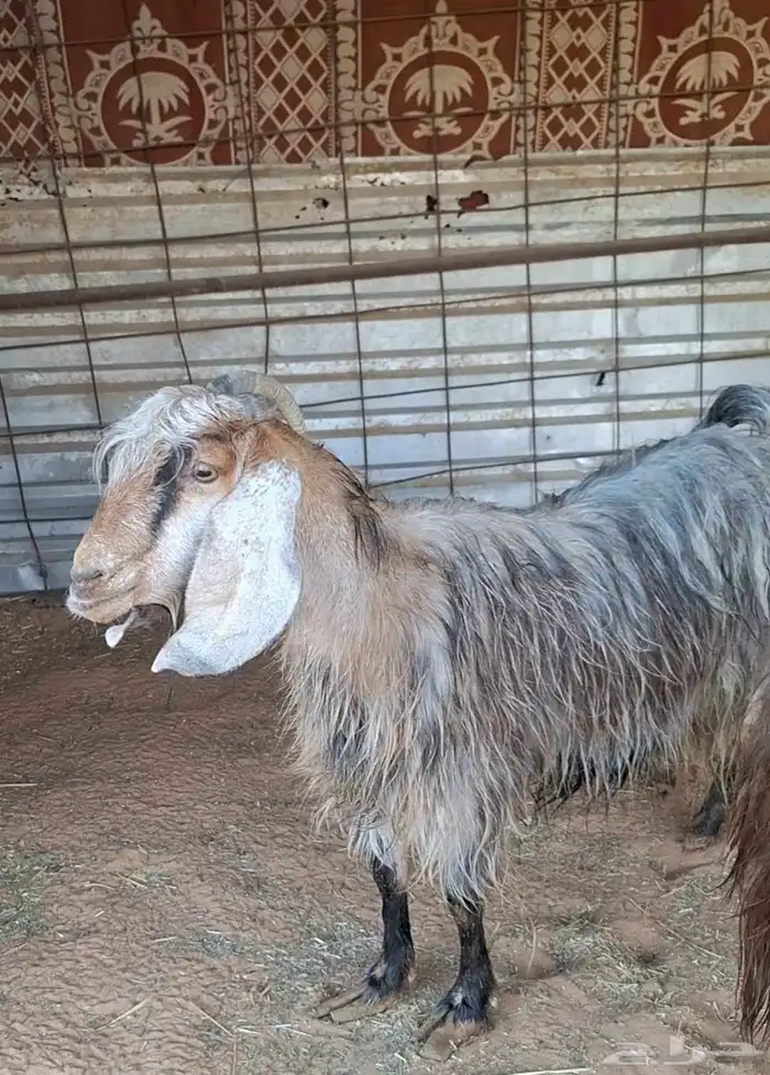 معزا للبيع 3