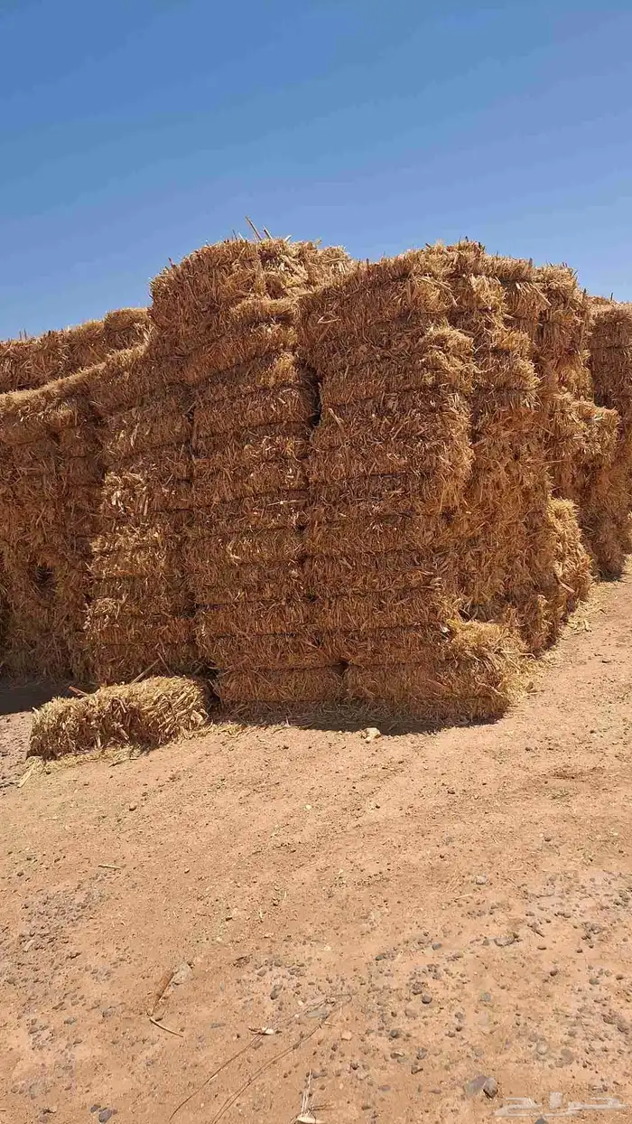 علاف 1