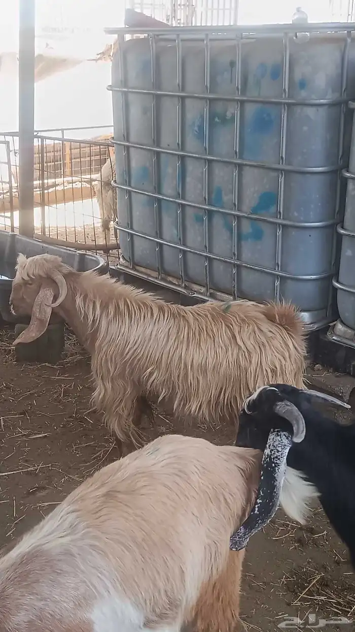 غنم اللبيع 5