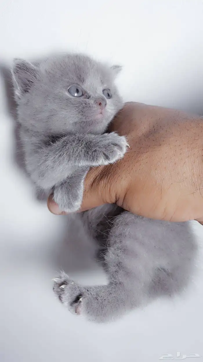قطه كيتن ذكر سكوتش 3