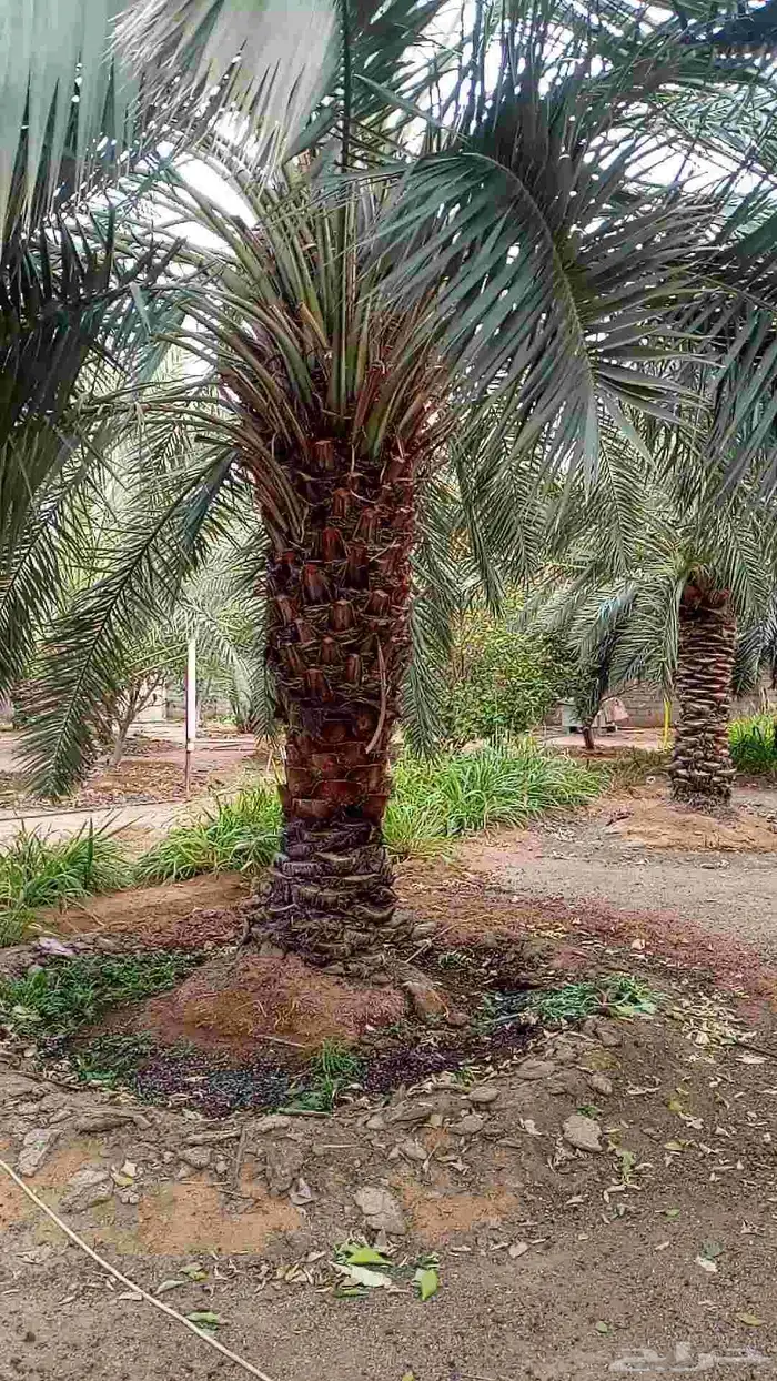جميع اعمال النخيل 0