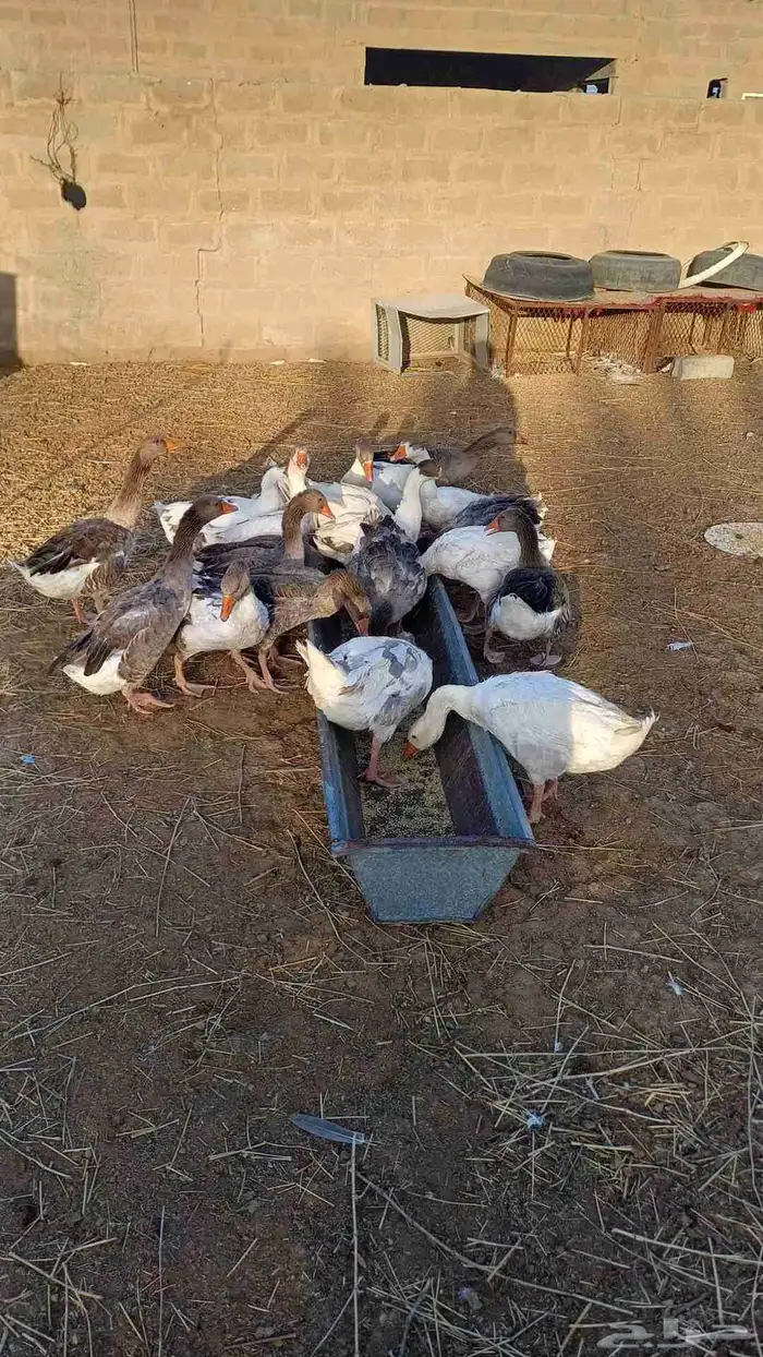 وزه لبيع 4