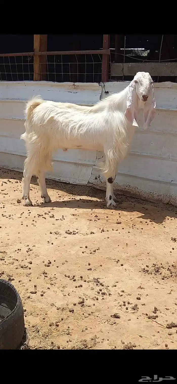 تيس ثني يقرع للبيع سليم على جميع الشروط السوم ماسيم 2