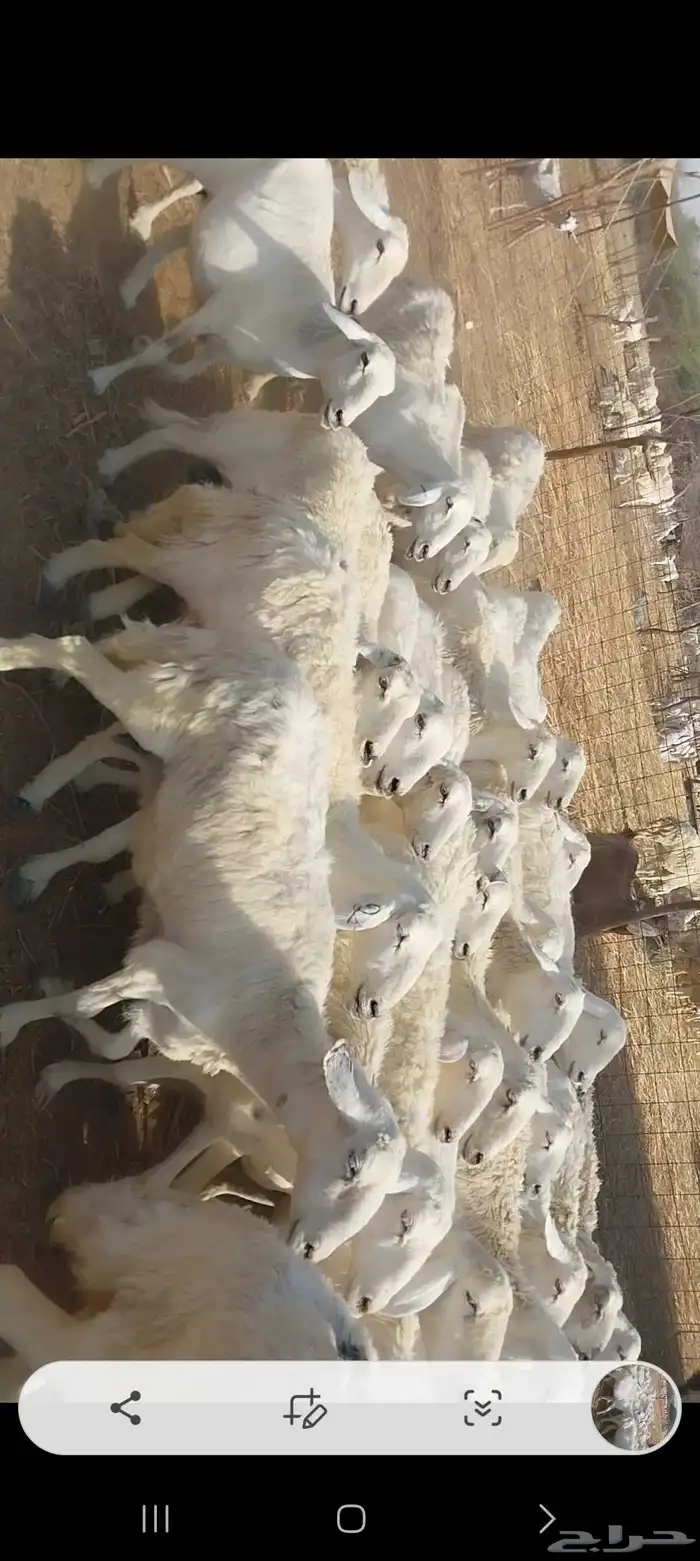 غنم حريات 2