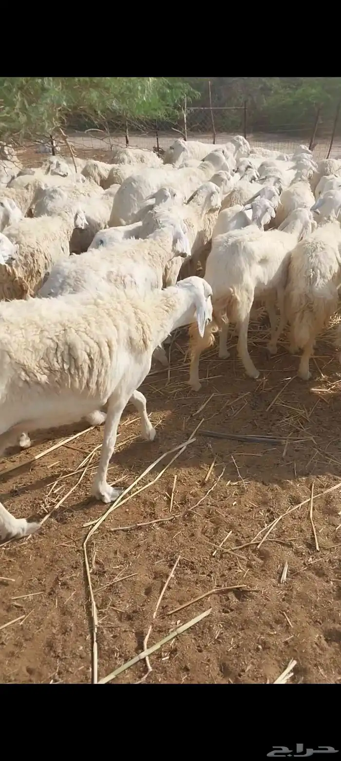 غنم حريات 0