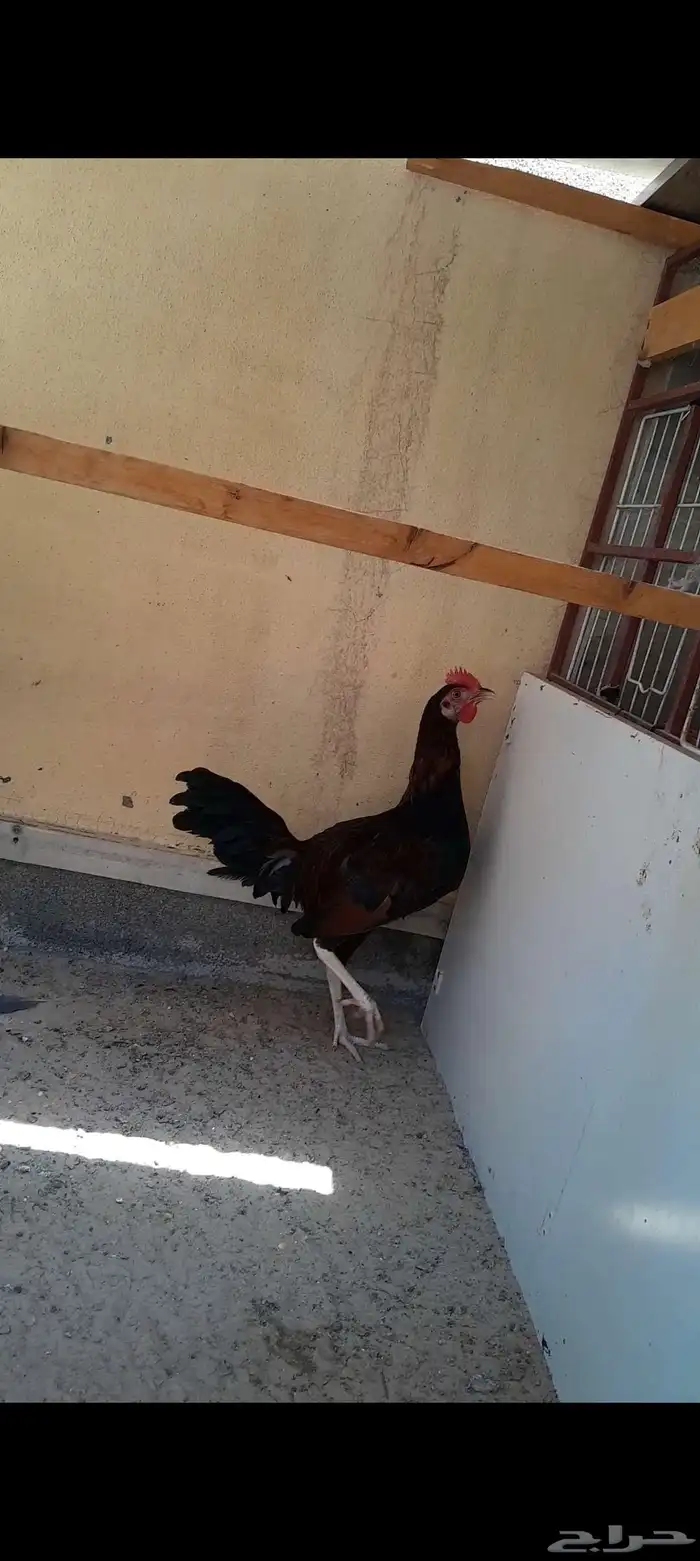 للبيع فحل تكسس 4