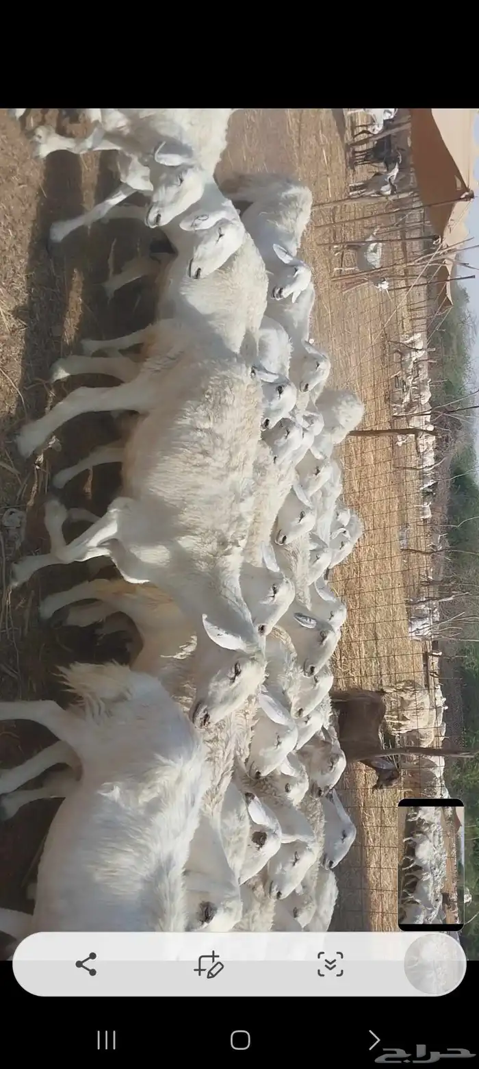 غنم حريات 3