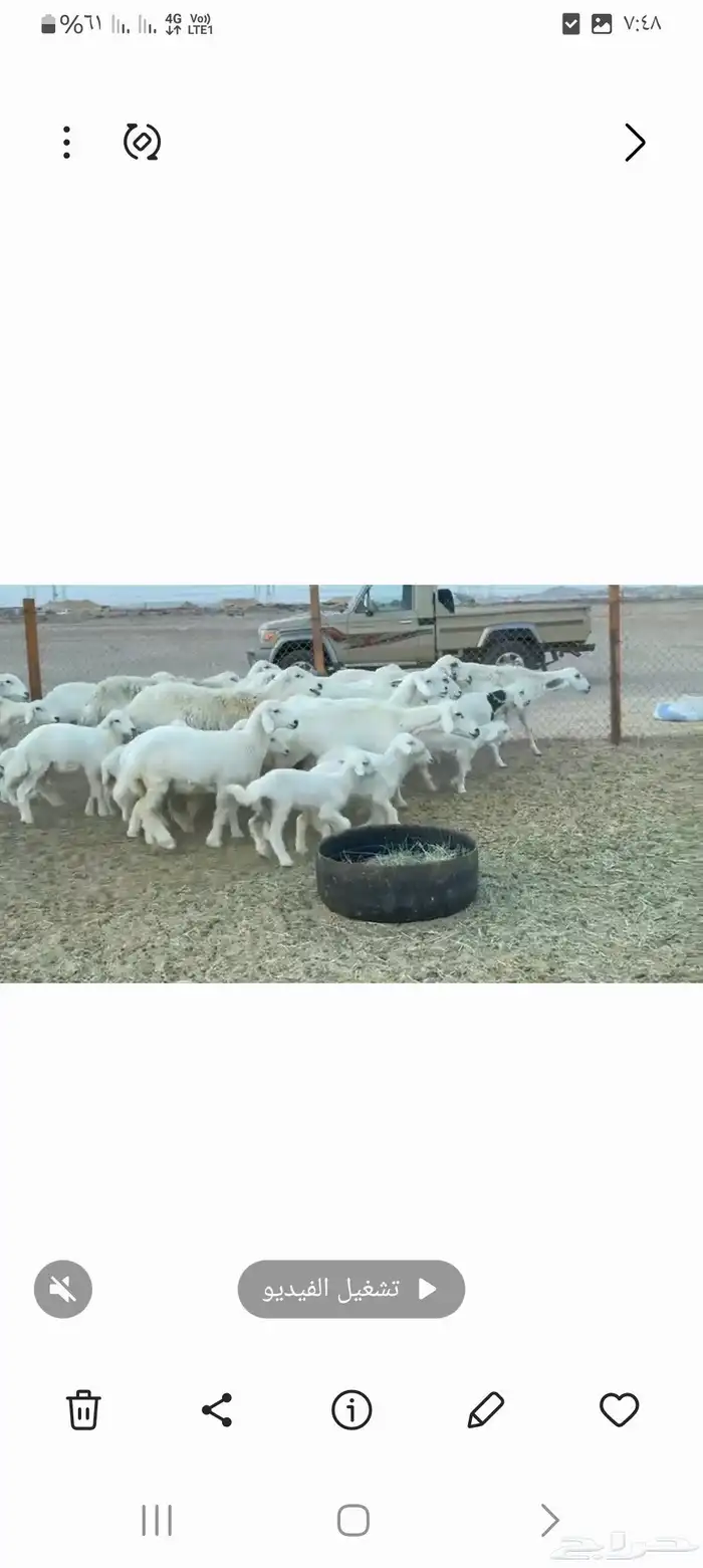 غنم حريات خالفات 4