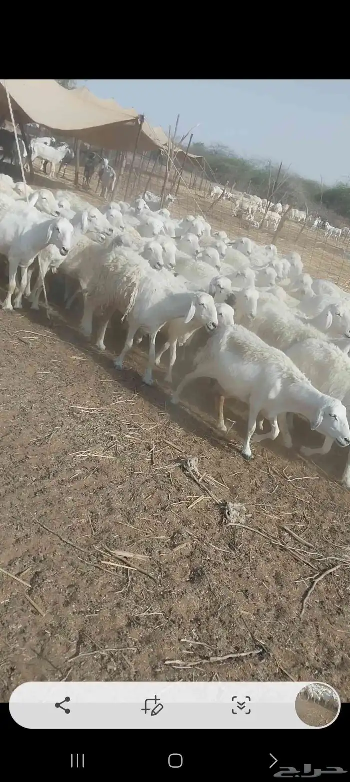 غنم حريات 4