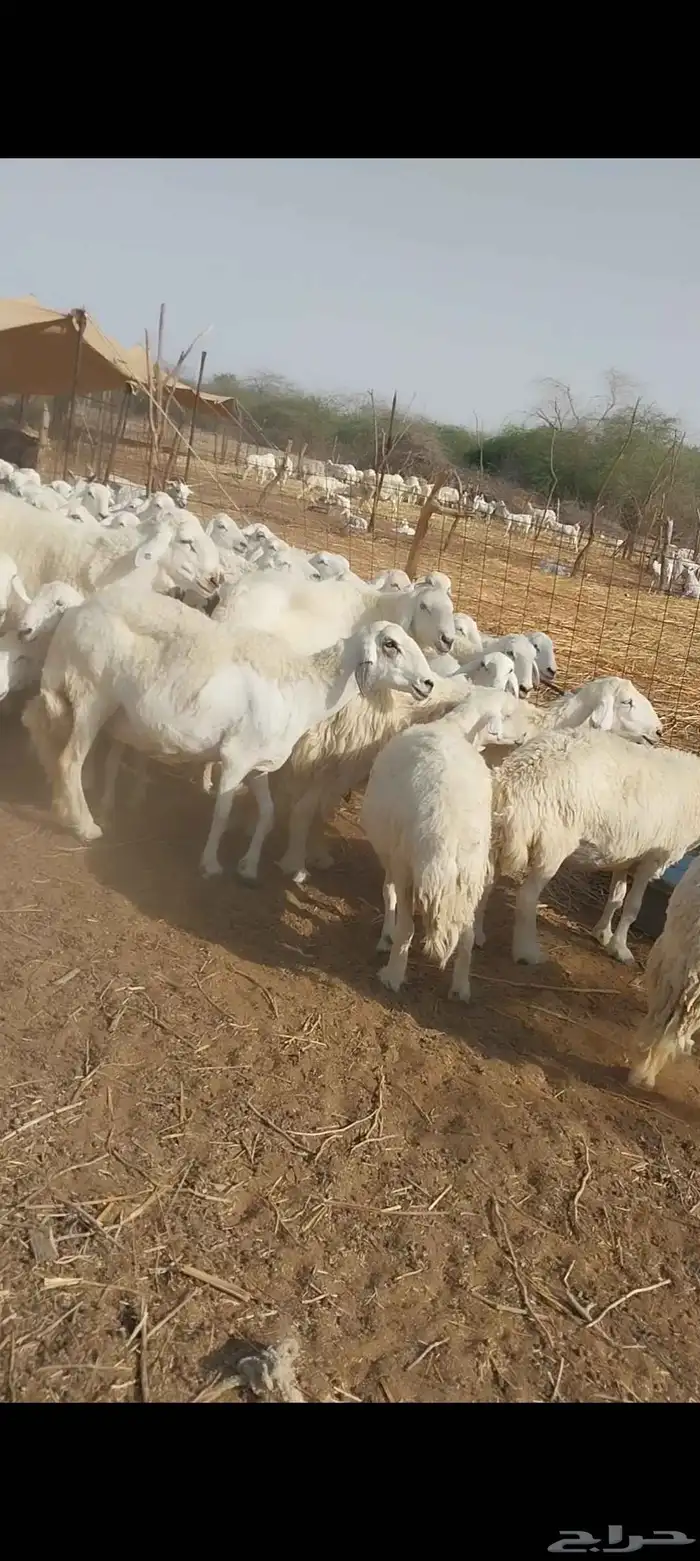 غنم حريات 6