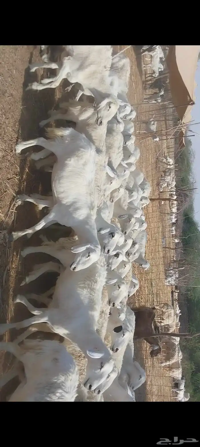غنم حريات 5