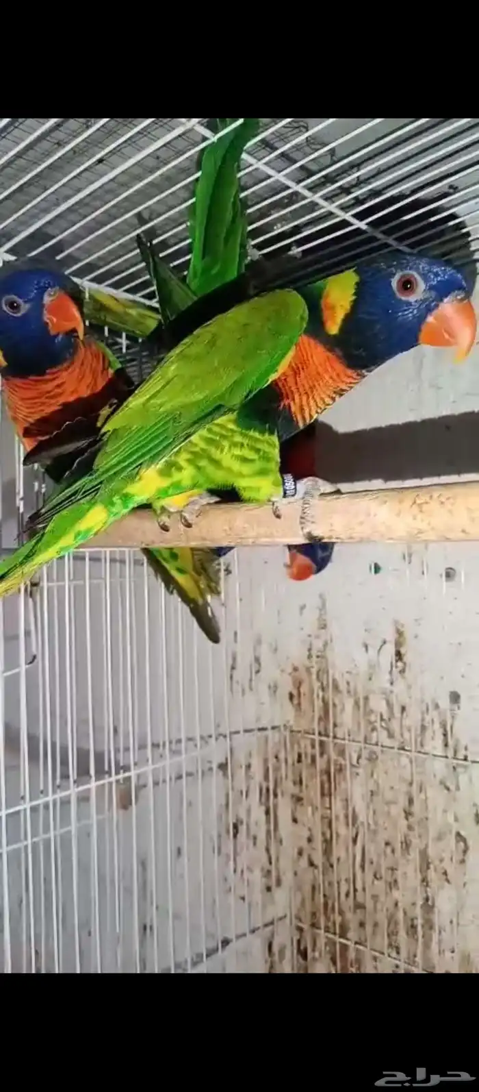 ذكور لوري حق انتاج 0