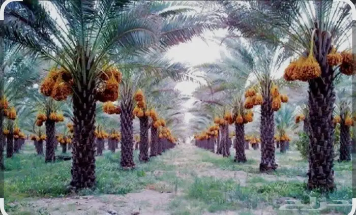 للبيع محصول تمر هذا الموسم  ملاحظة ( الصور تعبيريه ) 0