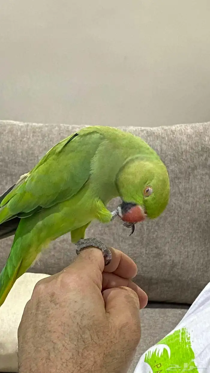للبيع دره هندي اليفه أنثى 1