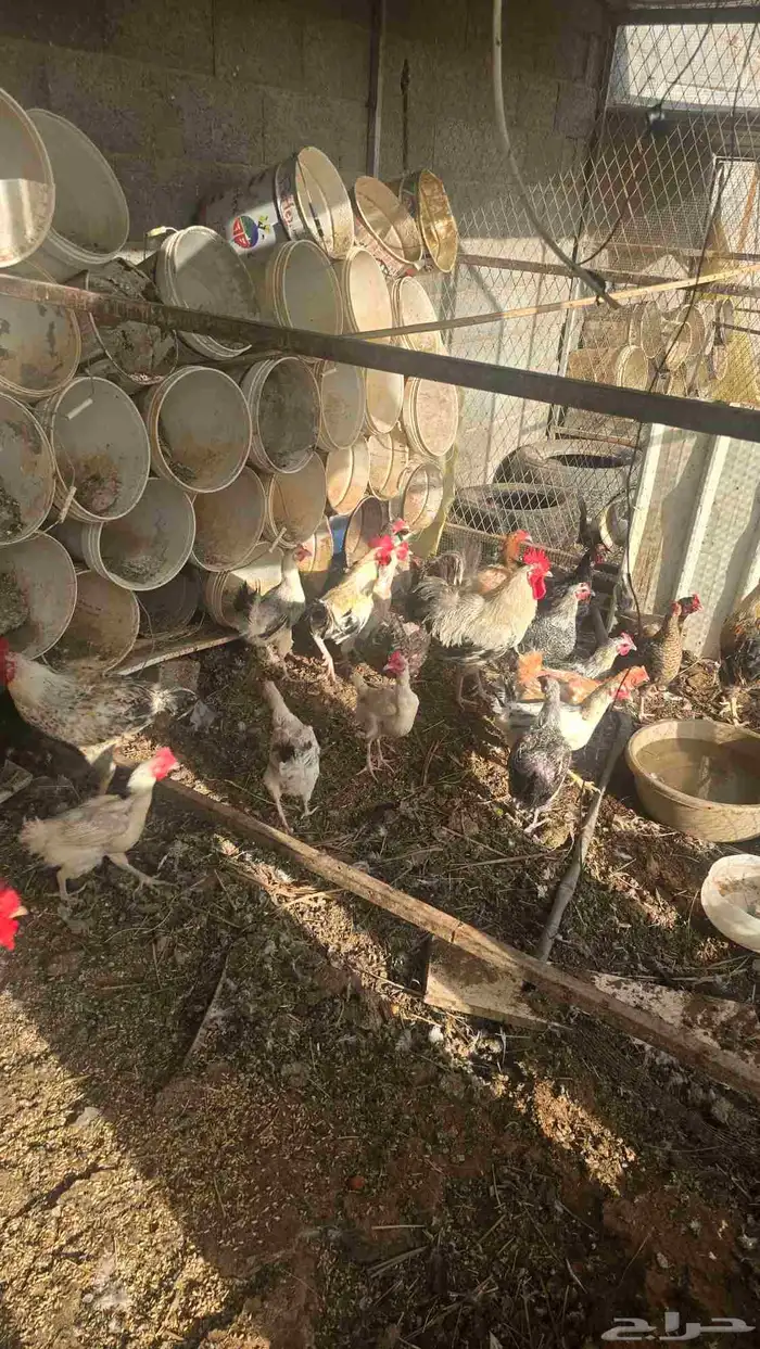 دجاج للبيع حول 30 حبه 1