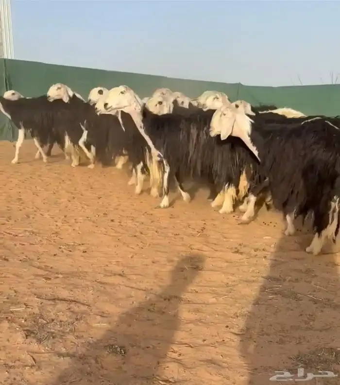 مراح نجد نوادر 0