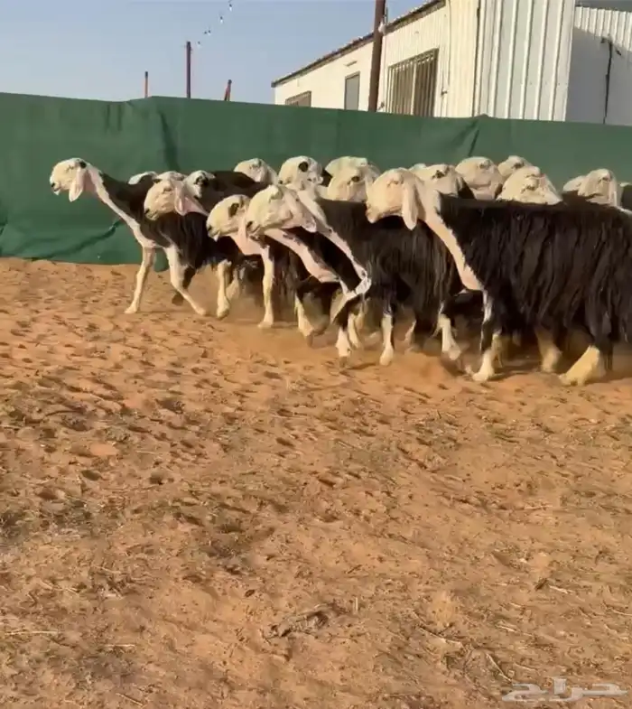 مراح نجد نوادر 1