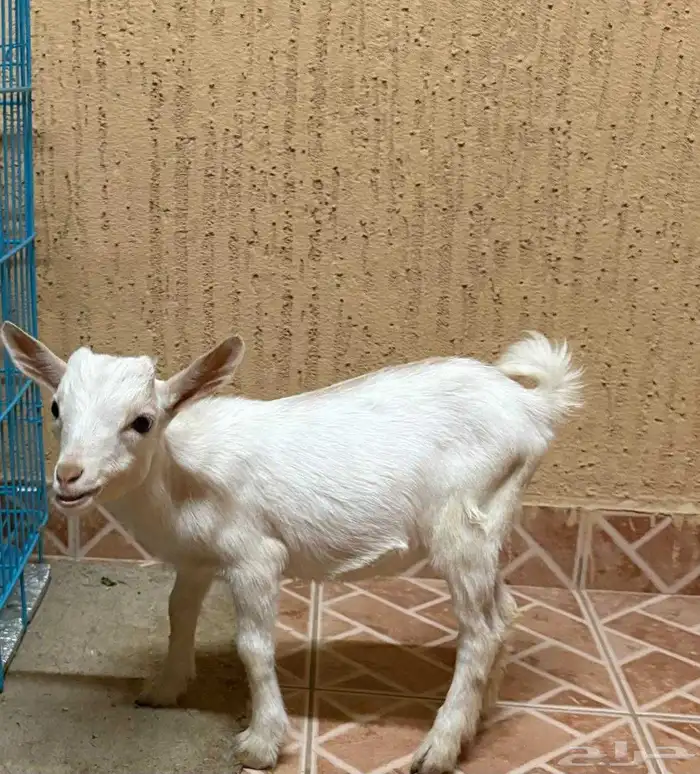 ماعز قزم العمر 4شهور 0