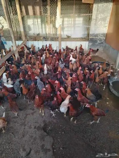 دجاج تركي 0