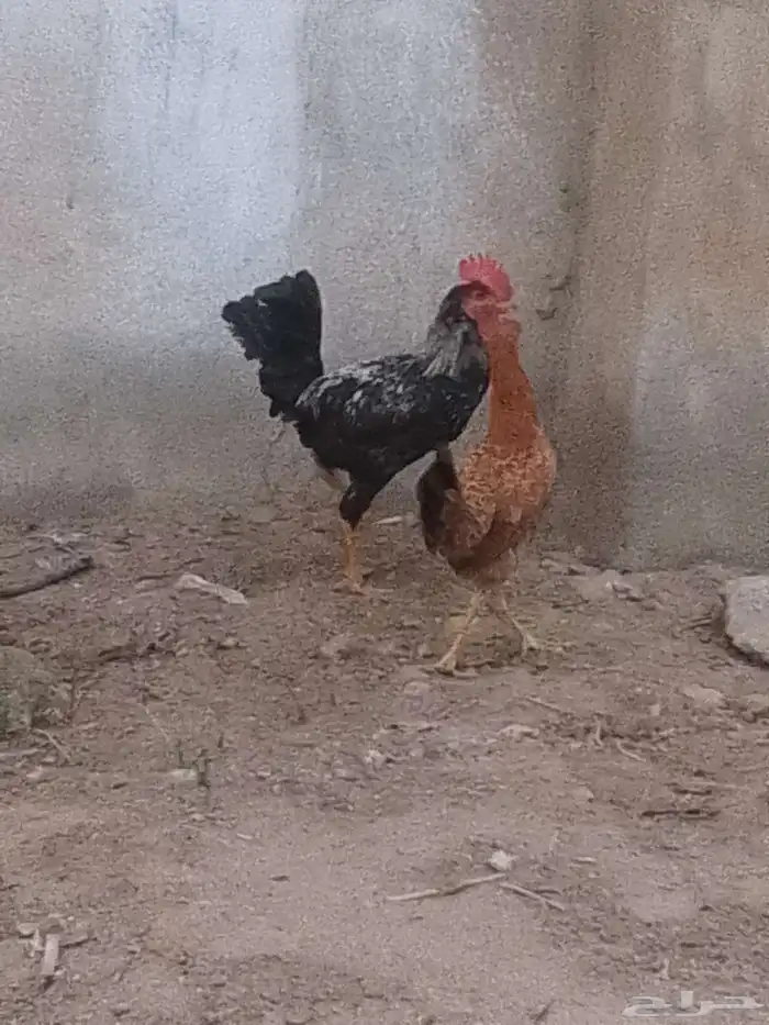 ديك ودجاجه عل سوام 2