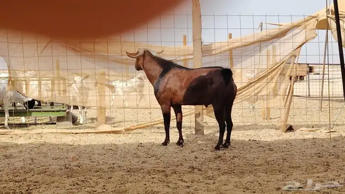 فحل محايلي طيب لي البيع 3